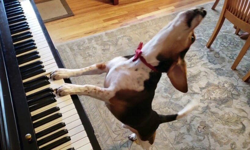 NEW SONG! Buddy Mercury in Red - The Singing Beagle Plays Piano