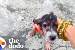 Naked Puppy Was Left On The Side Of The Road | The Dodo