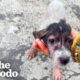 Naked Puppy Was Left On The Side Of The Road | The Dodo