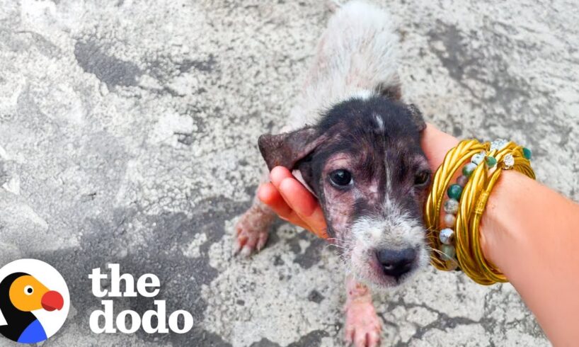 Naked Puppy Was Left On The Side Of The Road | The Dodo