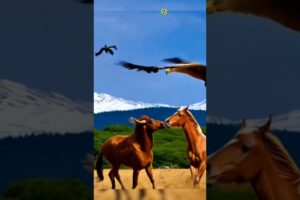 Nature’s Showdown: Fierce Animal Fights and Majestic Birds in Action #shorts #ytshorts #animals