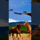 Nature’s Showdown: Fierce Animal Fights and Majestic Birds in Action #shorts #ytshorts #animals