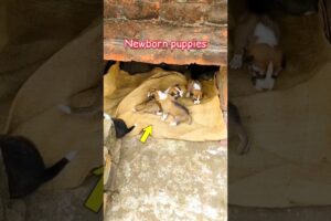 Newborn puppies | Cute puppies | #newbornpuppies #puppies #shorts