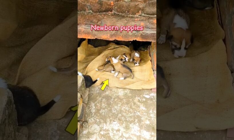 Newborn puppies | Cute puppies | #newbornpuppies #puppies #shorts