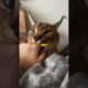 Noble boy falls in love with poor girl #animals #shortvideo #love #cat #cute #rescue