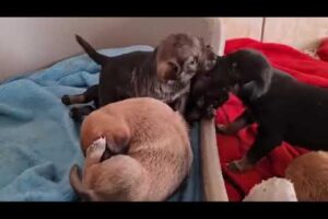 Nova's Puppies are Playing! Cute Puppies 🥰 - Takis Shelter