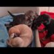 Nova's Puppies are Playing! Cute Puppies 🥰 - Takis Shelter