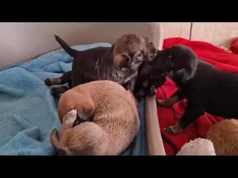 Nova's Puppies are Playing! Cute Puppies 🥰 - Takis Shelter