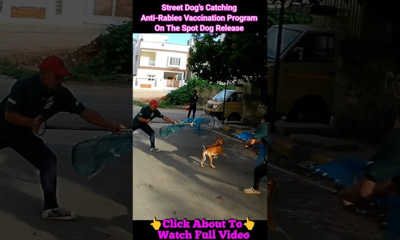 Oh Bhai Sahab Dog Catch 💕 dog barking #dog #amazing #catch #respect #rescue #animals #vaccine