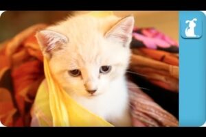 One Cute Kitten, 100 Colorful Scarfs - Kitten Love