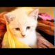 One Cute Kitten, 100 Colorful Scarfs - Kitten Love