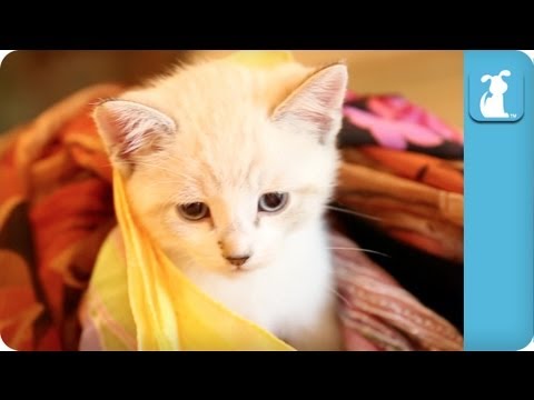 One Cute Kitten, 100 Colorful Scarfs - Kitten Love