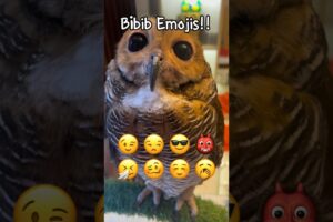 Owl Emoji Challenge!!😡😃 #animals #funnyvideo #cute #funny #owl #pets #funnyanimals #emojichallenge