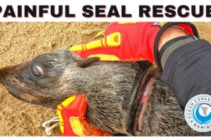 Painful Seal Rescue