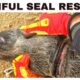 Painful Seal Rescue