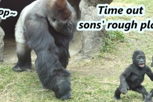 Part 1 : Gorilla dad often needs to stop two sons' rough play recently /大猩猩爸爸迪亞哥最近常要阻止兒子們的激烈玩耍