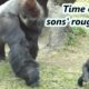 Part 1 : Gorilla dad often needs to stop two sons' rough play recently /大猩猩爸爸迪亞哥最近常要阻止兒子們的激烈玩耍