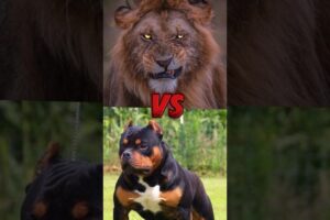 ☠️ Pitbull dog  Vs 😈Killer Lion || Animal Fight Part 9