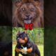 ☠️ Pitbull dog  Vs 😈Killer Lion || Animal Fight Part 9