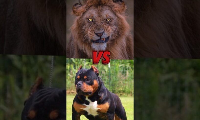 ☠️ Pitbull dog  Vs 😈Killer Lion || Animal Fight Part 9