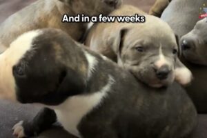 Pittie Mama Begs Woman To Rescue Her And Her Newborn Puppies | The Dodo