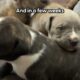 Pittie Mama Begs Woman To Rescue Her And Her Newborn Puppies | The Dodo