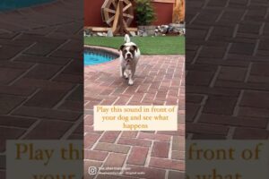 Play This Sound For Your Dog and See What Happens