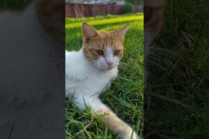 Playing with abandoned cat in the seaside park salmiya Kuwait #cat #animals #kitty #youtube #shorts