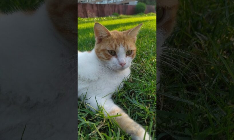 Playing with abandoned cat in the seaside park salmiya Kuwait #cat #animals #kitty #youtube #shorts