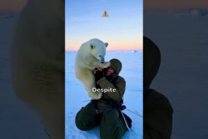 Polar Bear Cub Heartwarming Rescue!  #PolarBearRescue #WildlifeConservation #ArcticAnimals