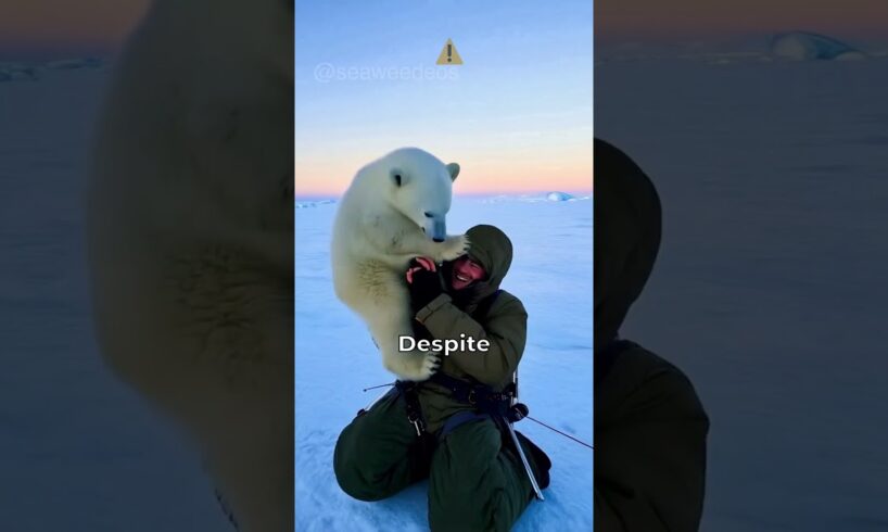 Polar Bear Cub Heartwarming Rescue!  #PolarBearRescue #WildlifeConservation #ArcticAnimals