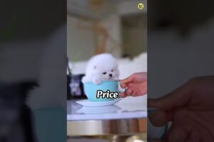 Pomeranian Dog Price In India Shorts Video Viral Cute Dog #shorts #viral #trending #rajesh5g #cute