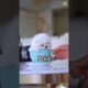 Pomeranian Dog Price In India Shorts Video Viral Cute Dog #shorts #viral #trending #rajesh5g #cute