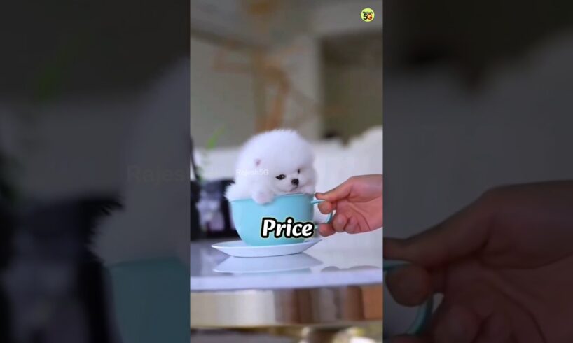 Pomeranian Dog Price In India Shorts Video Viral Cute Dog #shorts #viral #trending #rajesh5g #cute