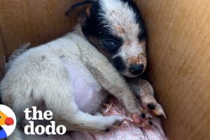 Pup Taken From Mom Too Soon Gets Princess Treatment | The Dodo