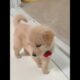 Puppies Discovering Their Reflection: Cute Reactions! #puppy #funny #pets #cute