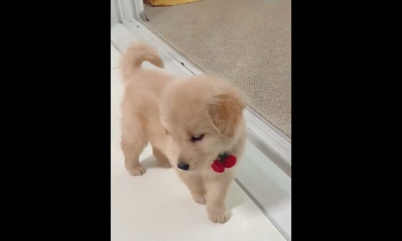 Puppies Discovering Their Reflection: Cute Reactions! #puppy #funny #pets #cute