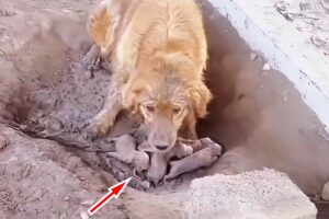 Puppies born in mud, the Chained mother dog begs passers-by to save them