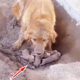 Puppies born in mud, the Chained mother dog begs passers-by to save them