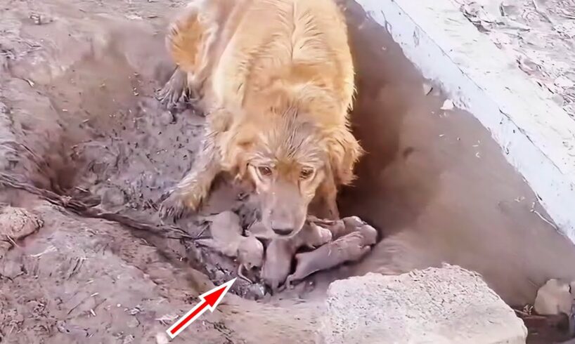 Puppies born in mud, the Chained mother dog begs passers-by to save them