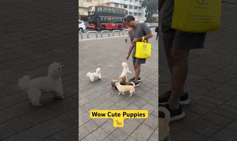 Puppies 😍🌿#cute #puppies #poppy #sorts #sortvideo #sortvlog #trending #trendingshorts #viralvlog