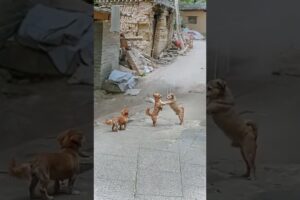 Puppies fighting likes enemies 😱😱