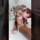 Puppy First Bath ASMR #viral #asmr #puppy #dogbath