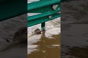 Puppy accidentally fell into the flood