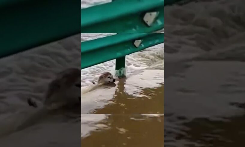 Puppy accidentally fell into the flood