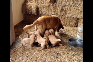 Puppy adoption two litters of golden retrievers and doodles. Cutest puppies, stay tuned to see who .