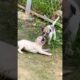 Puppy playing #puppy #doglover #cute #animals #funny #doglove #dog #barking #love #shortvideo #top