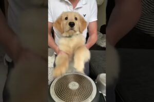 Puppy playing the drums 🥁 #goldenretriever #comedy #dogs #funnydogs #dogmom #reels #tiktok #shorts