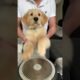 Puppy playing the drums 🥁 #goldenretriever #comedy #dogs #funnydogs #dogmom #reels #tiktok #shorts