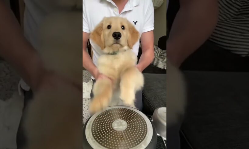 Puppy playing the drums 🥁 #goldenretriever #comedy #dogs #funnydogs #dogmom #reels #tiktok #shorts